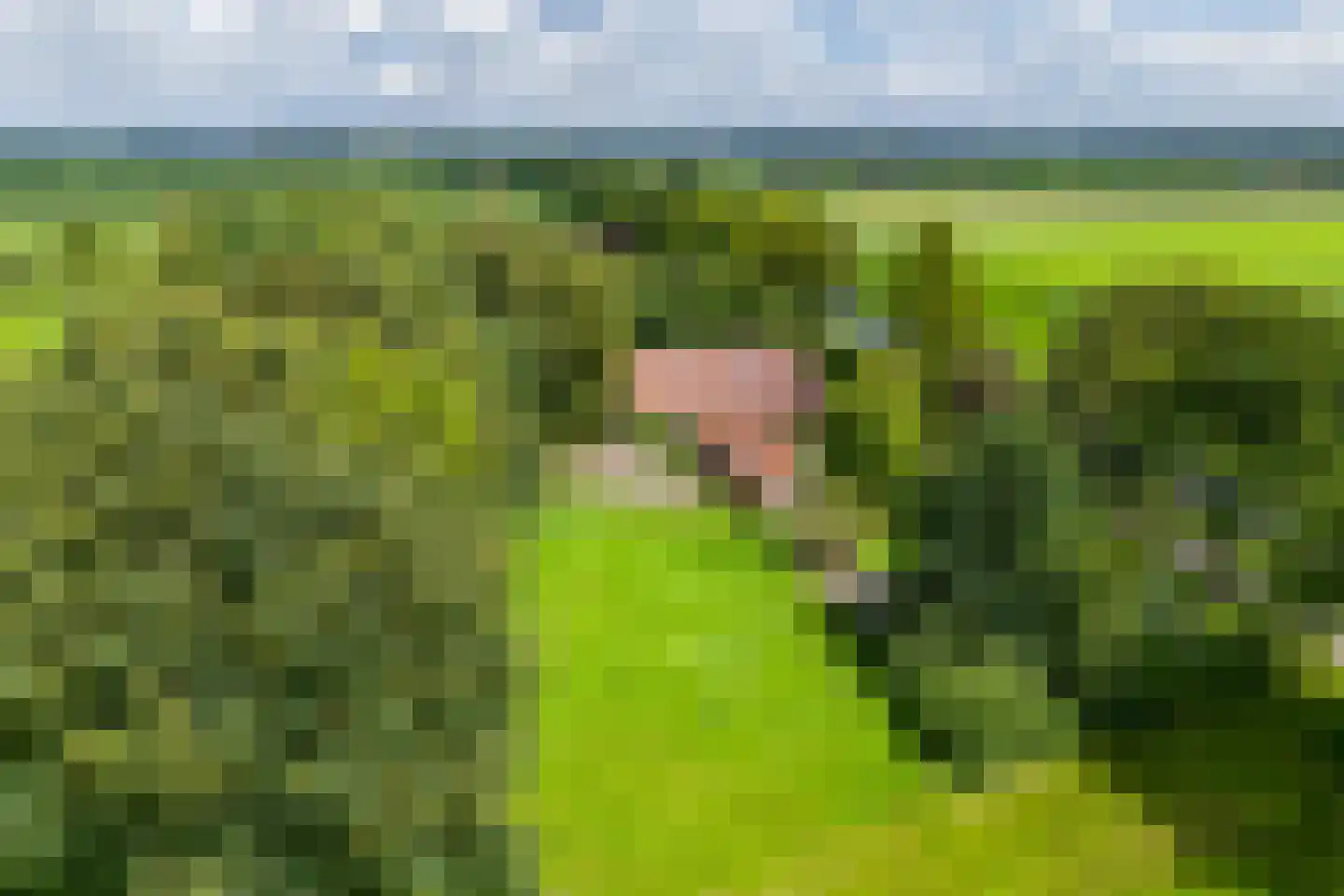De Brandt 4 Dalfsen thumbnail 7