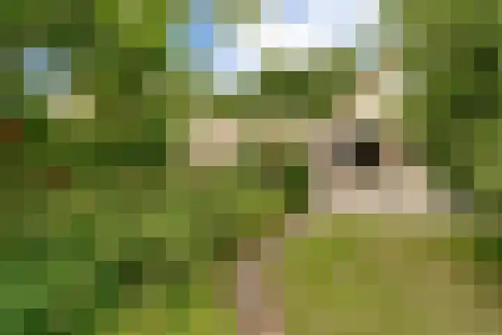 De Bredase Hunt 10 Dronten thumbnail 46