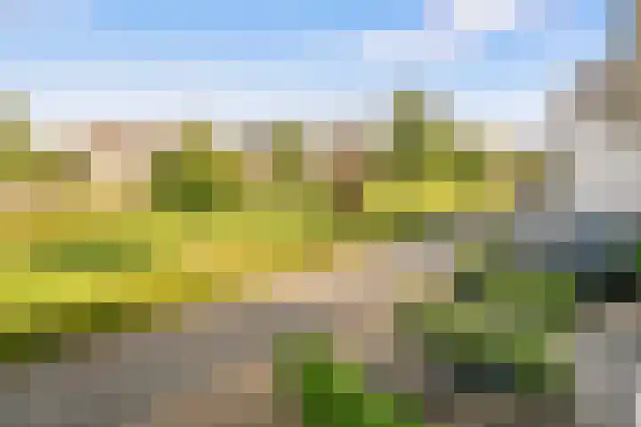 De Bredase Hunt 12 Dronten thumbnail 5