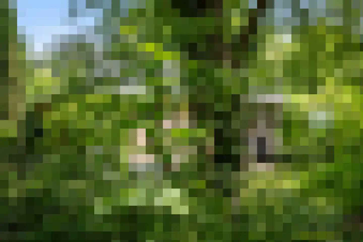 De Breistroeken 42 Nieuw-Balinge thumbnail 15