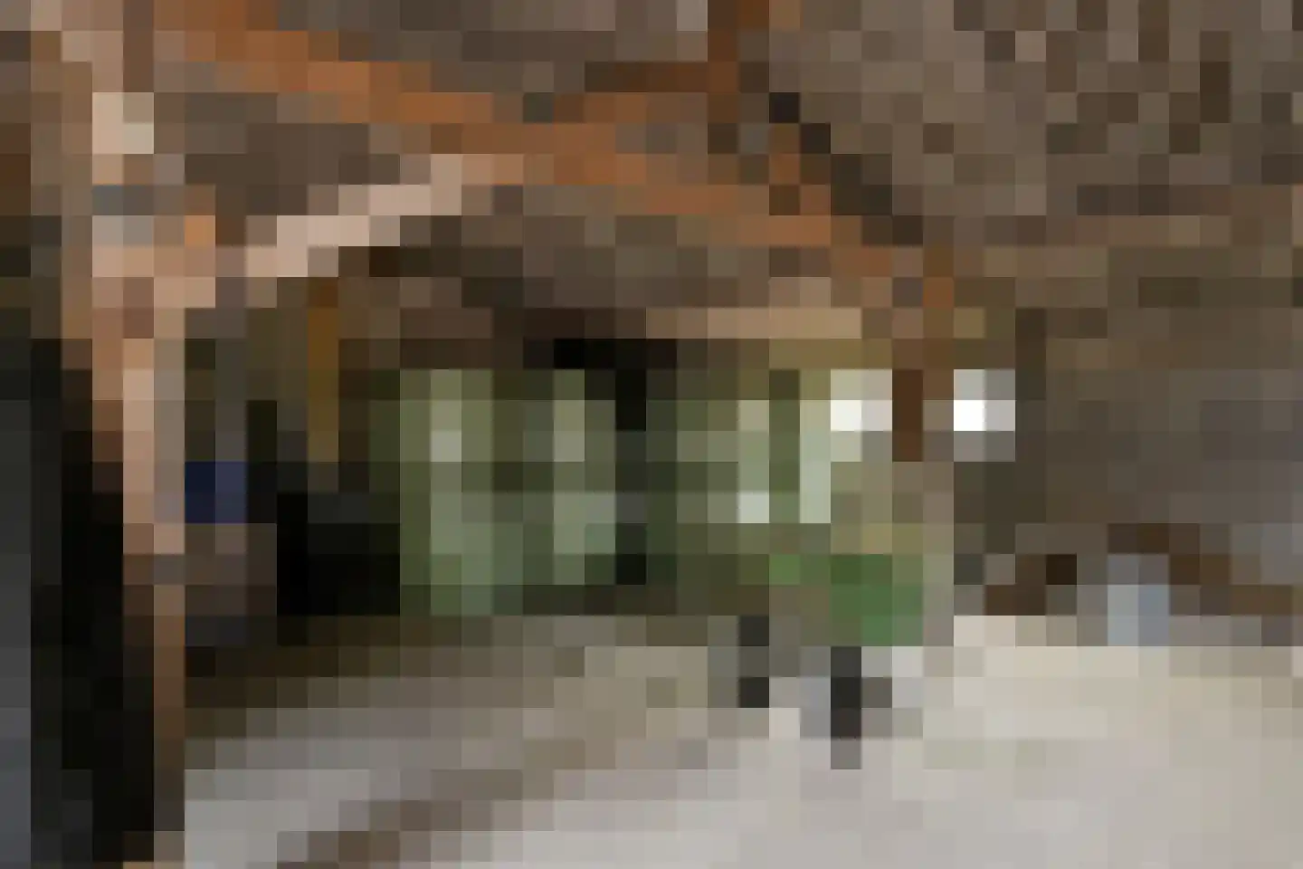 De Brentjes 29 Koningslust thumbnail 45