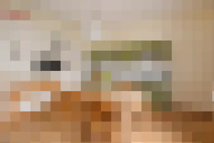 De Brentjes 53 Koningslust thumbnail 13