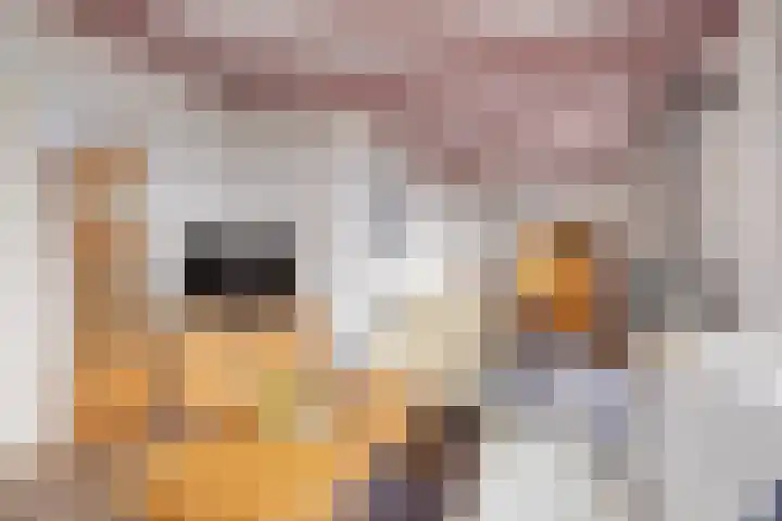 De Brentjes 53 Koningslust thumbnail 8