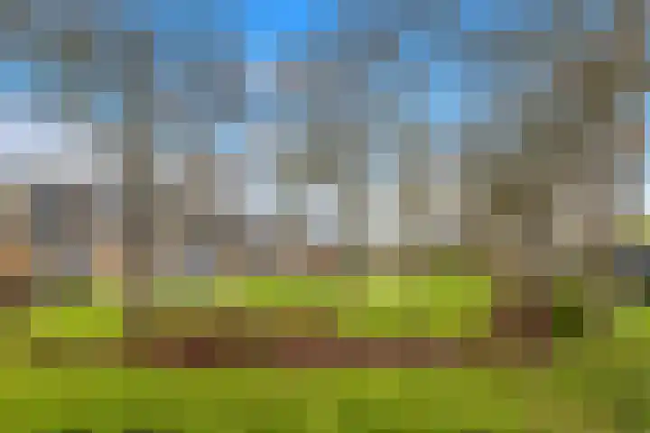 De Brink 12 Castricum thumbnail 30