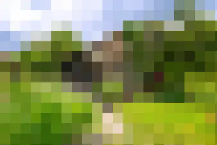 De Brink 24 Drijber thumbnail 27