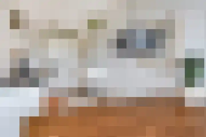 De Brink 566 Den Haag thumbnail 18