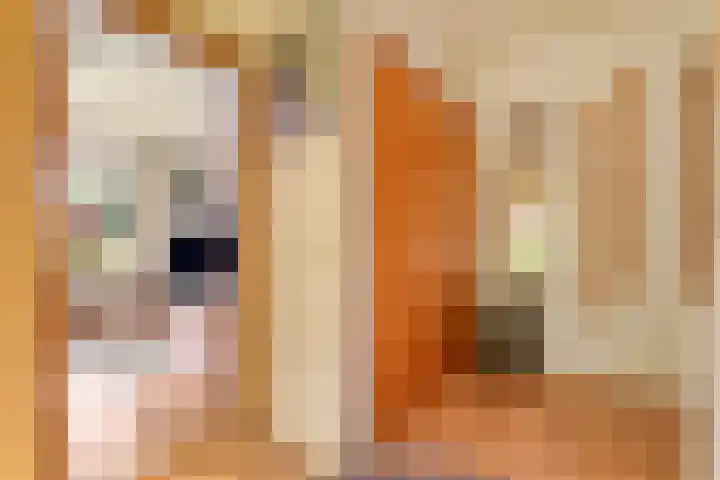 de Brinken 32 Dalen thumbnail 11