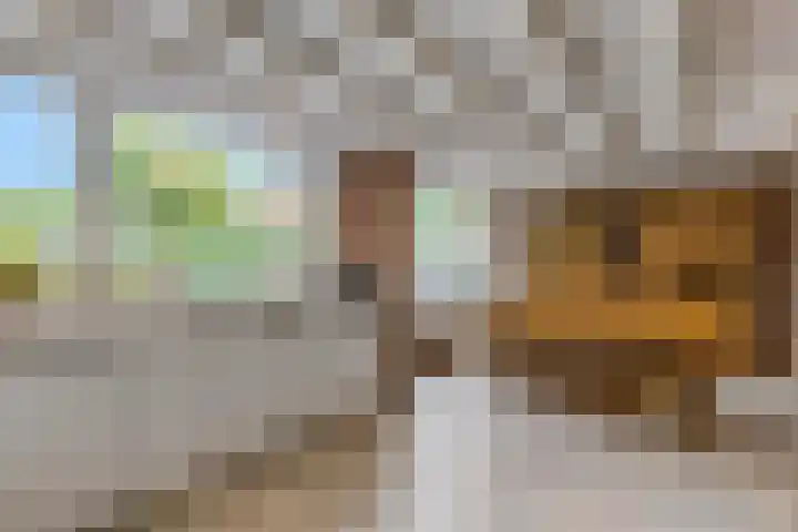 De Brinken 7 Veenendaal thumbnail 16