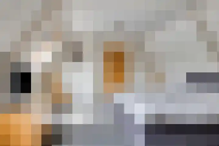 De Brogge 34 Wolvega thumbnail 26