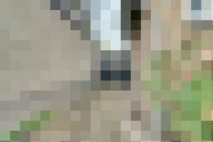 De Brouwerstraat 7 Hoogeloon thumbnail 30