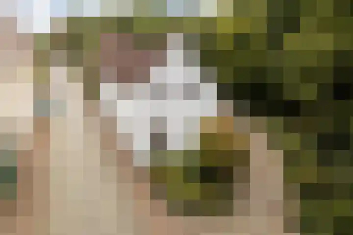 De Bunte 57 Vroomshoop thumbnail 19