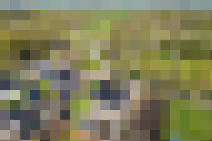De Bunte 57 Vroomshoop thumbnail 4