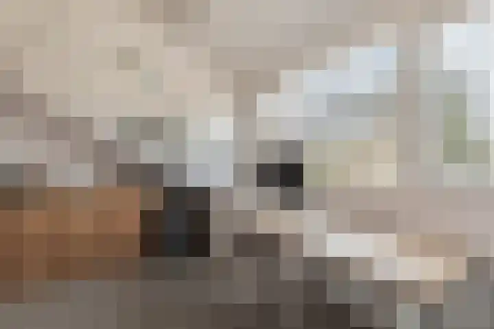 De Bunte 9 Vroomshoop thumbnail 42