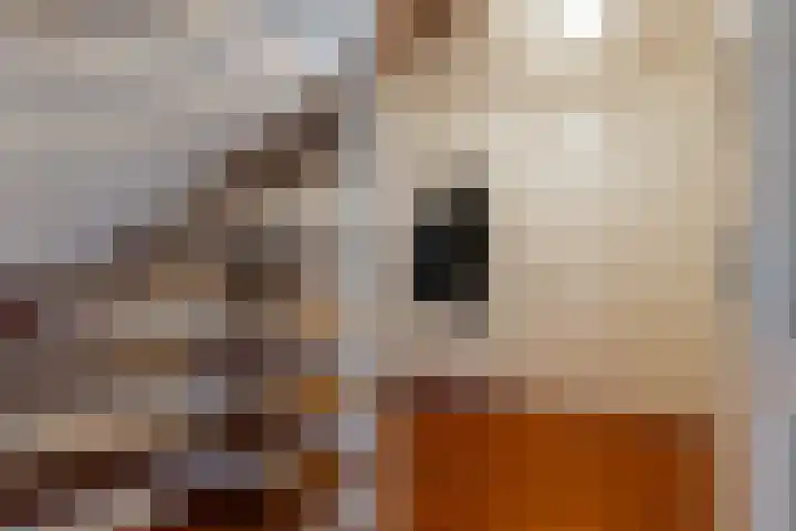De Bunte 9 Vroomshoop thumbnail 7