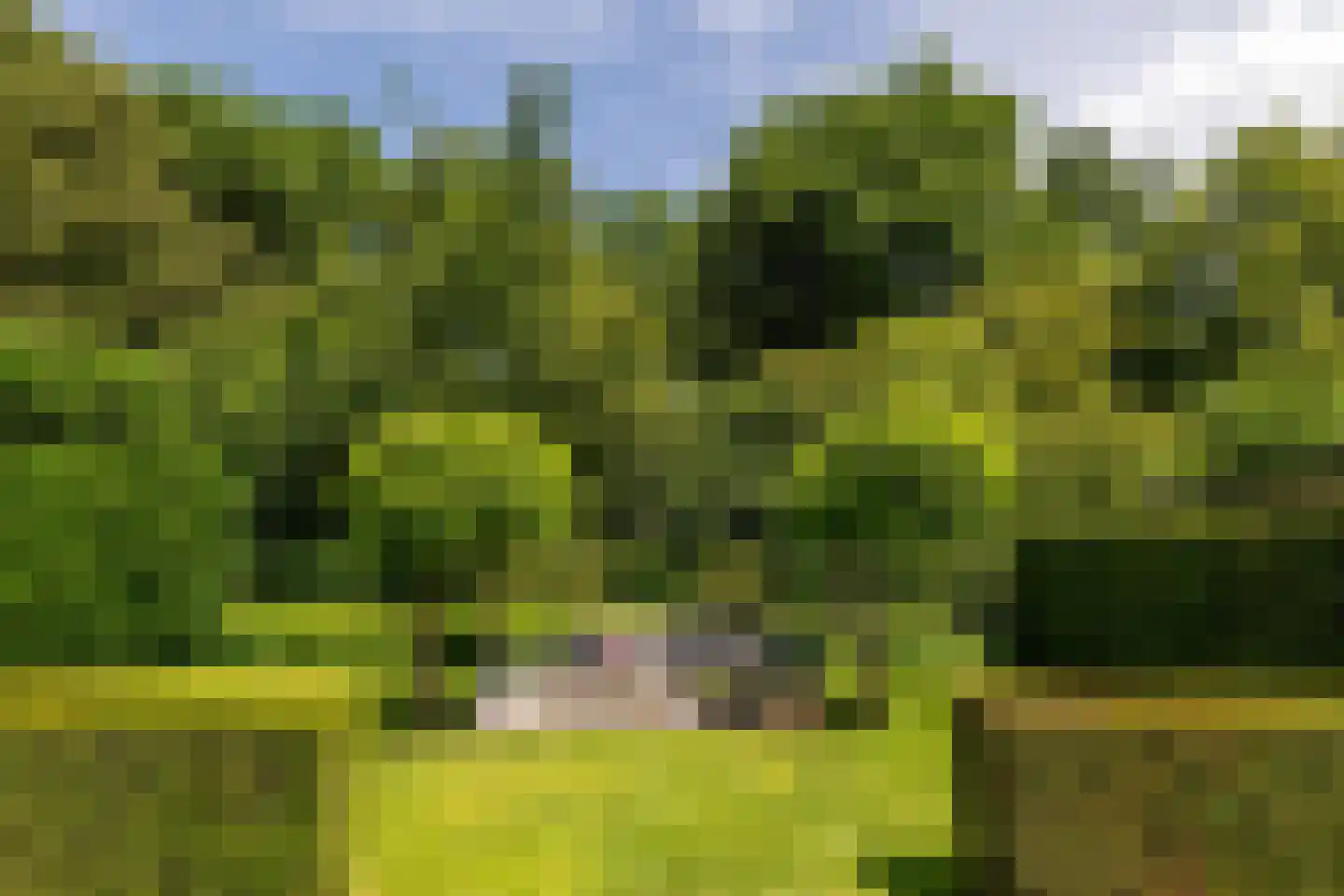 De Buntezoom 42 Nunspeet thumbnail 13
