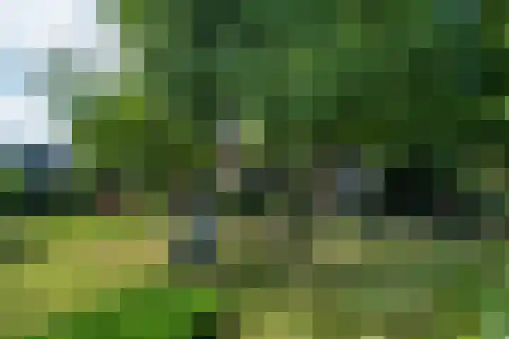 De Buorren 10 Wânswert thumbnail 77