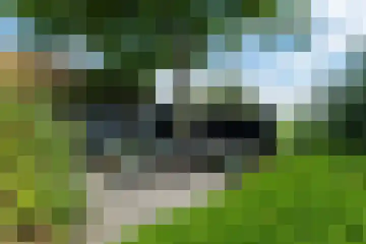 De Buorren 10 Wânswert thumbnail 78
