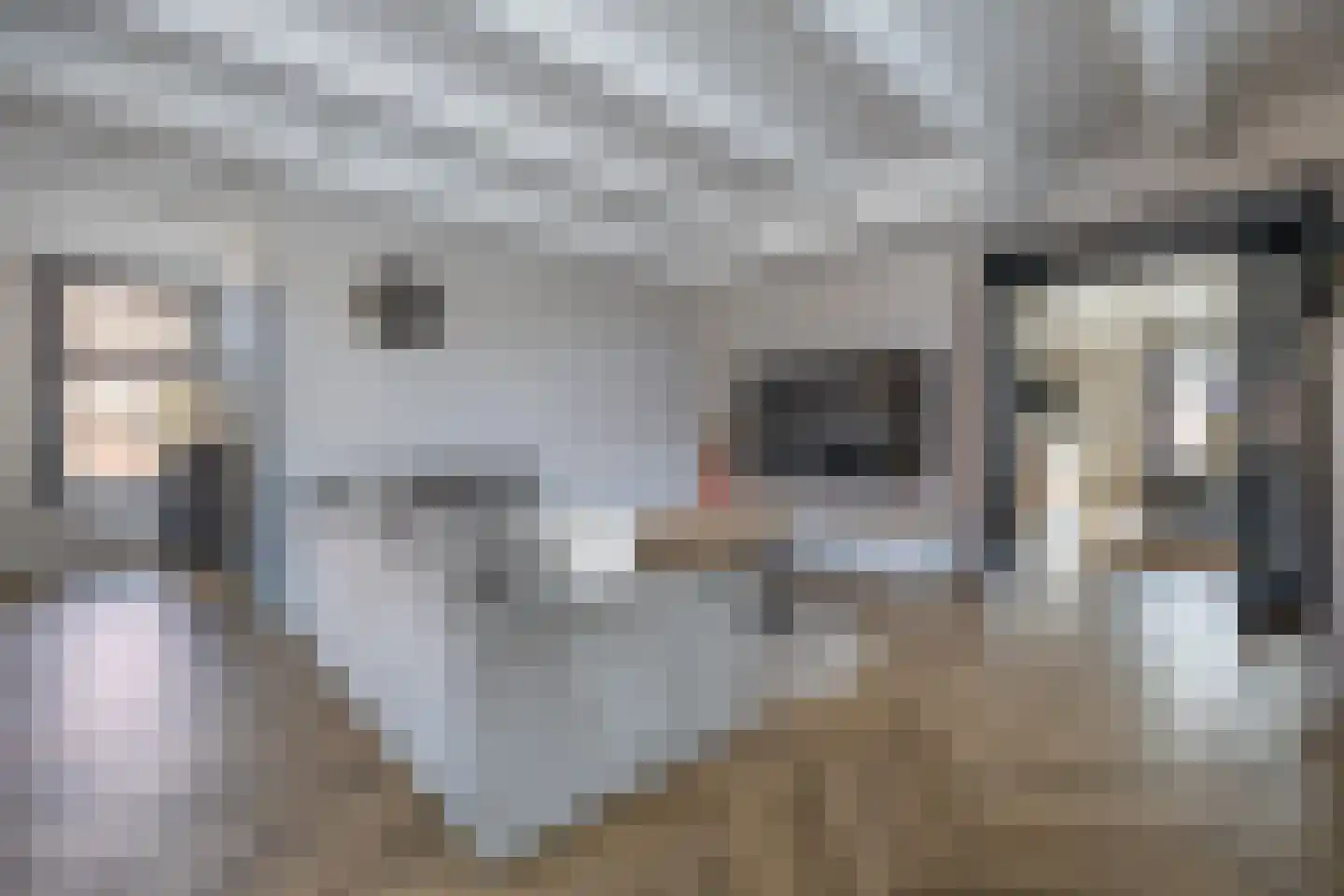 De Buorren 12 Peazens thumbnail 12
