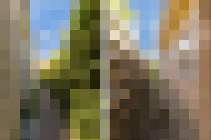 De Buorren 38 Lippenhuizen thumbnail 20