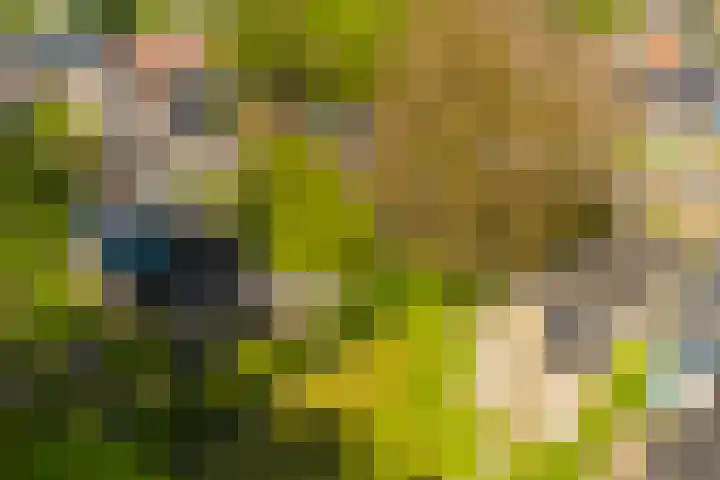 De Buorren 38 Lippenhuizen thumbnail 23