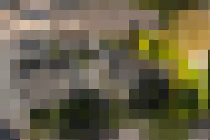 De Buorren 38 Lippenhuizen thumbnail 26