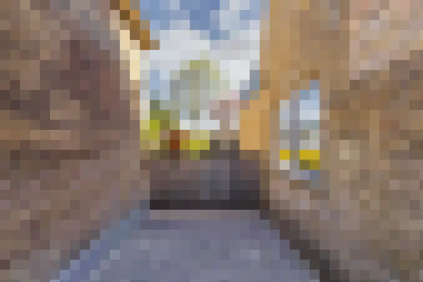 De Buorren 40 Lippenhuizen thumbnail 37