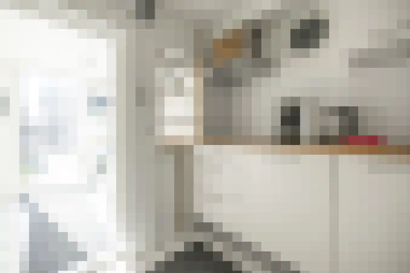De Buorren 6 Peazens thumbnail 12