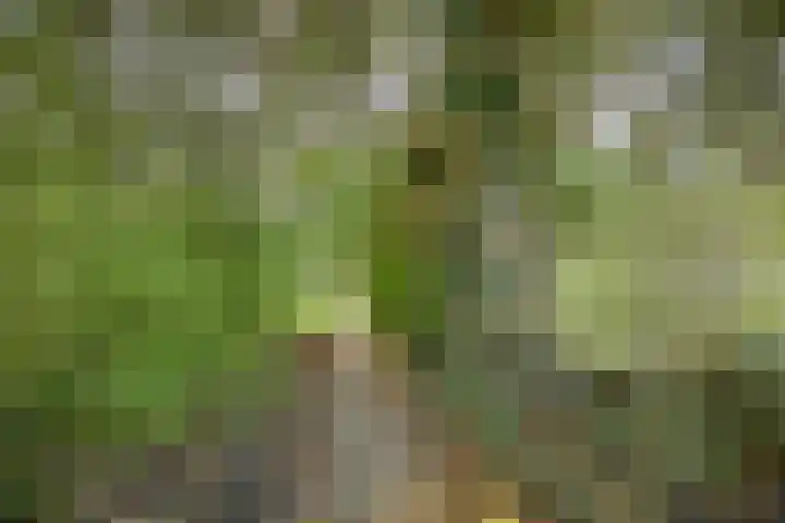 De Buorren 8 Ingwierrum thumbnail 28