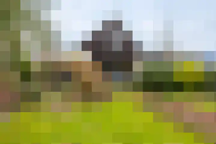 De Buorren 80 Lippenhuizen thumbnail 12