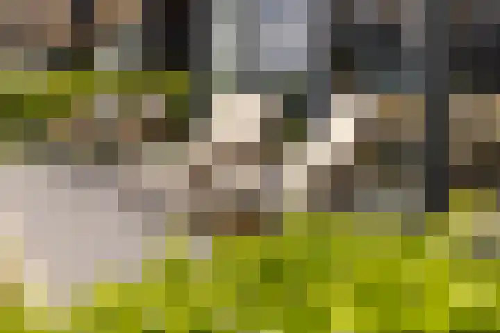 De Burd 25 B 004 Heeg thumbnail 30