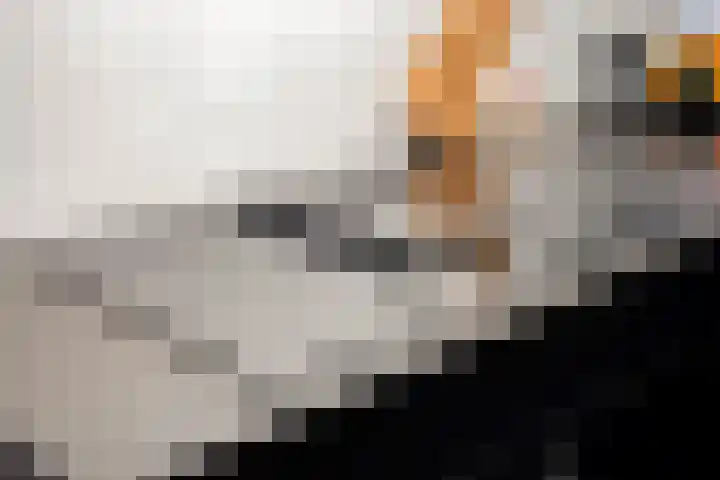 De Bus 22 Waalre thumbnail 18