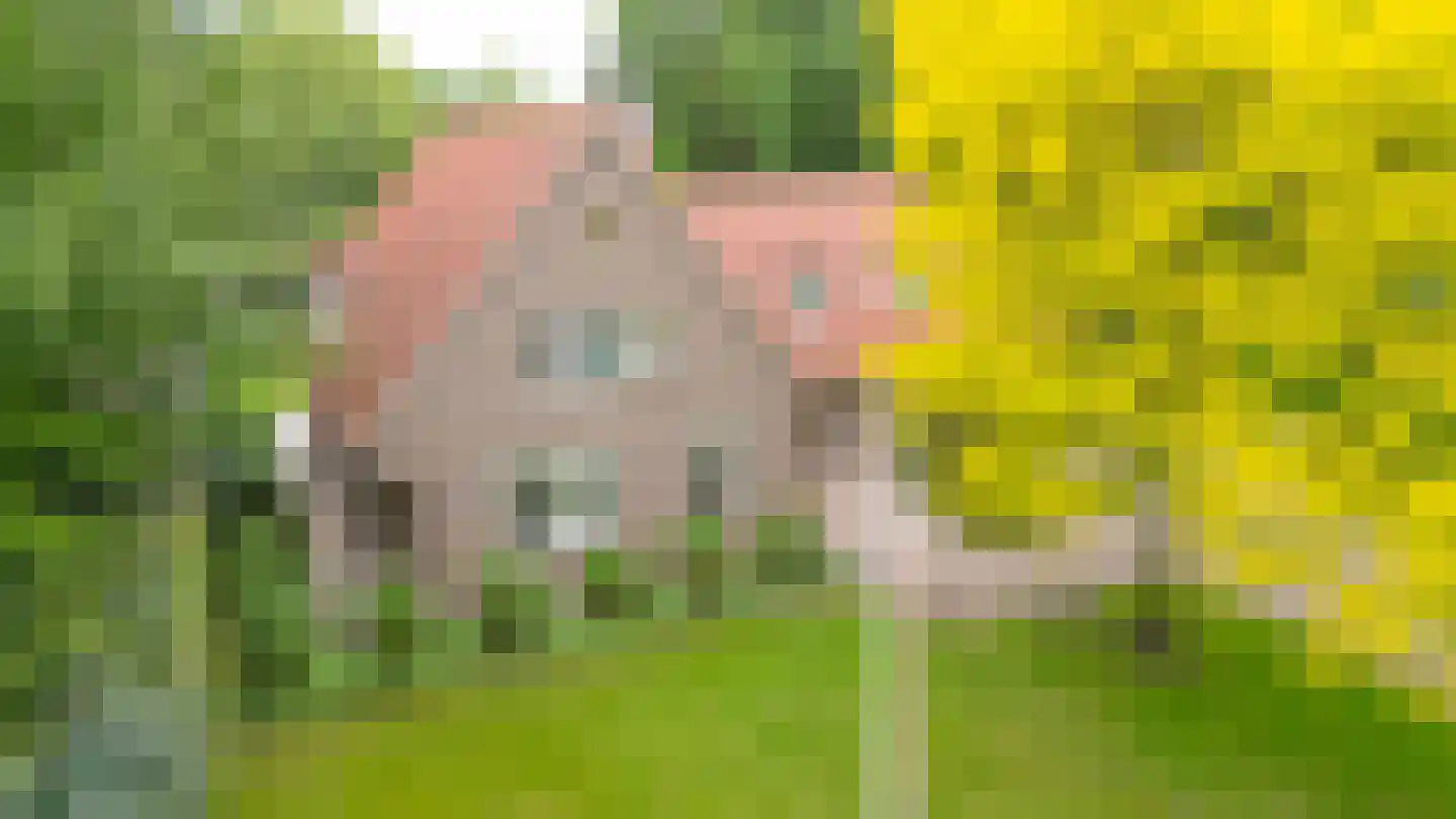 De Buytencamp 2 a Bakel thumbnail 96