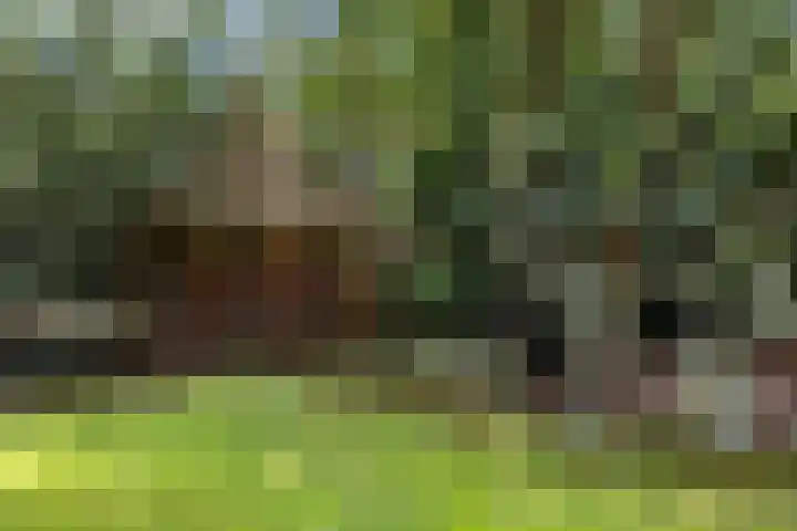 De Buytencamp 6 Bakel thumbnail 61