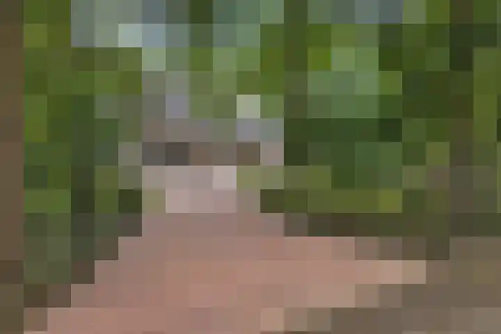 De Buytencamp 6 Bakel thumbnail 7