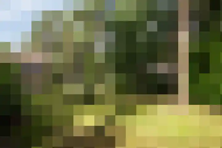 De Buytencamp 7 Bakel thumbnail 54