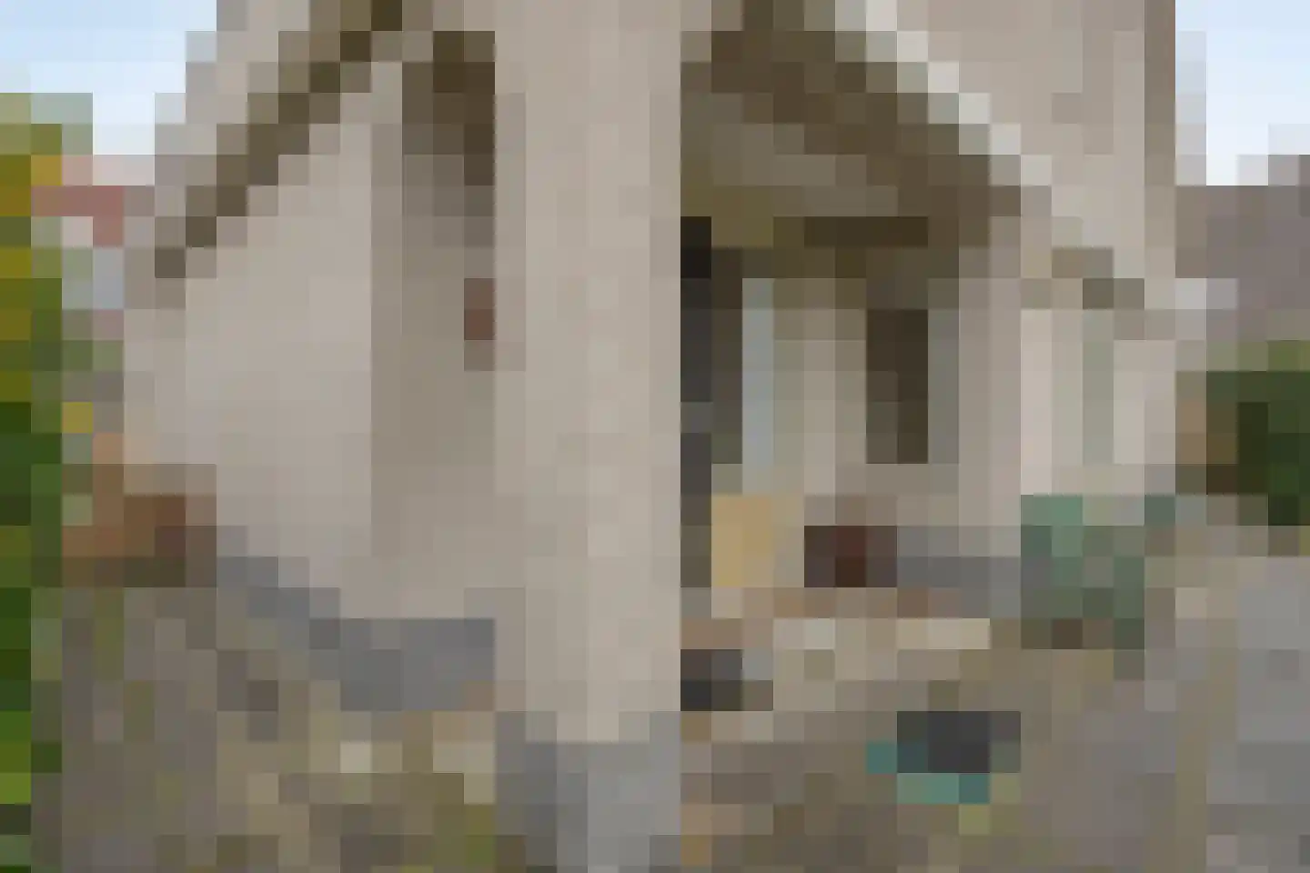 De Caascooper 8 Wormer thumbnail 48