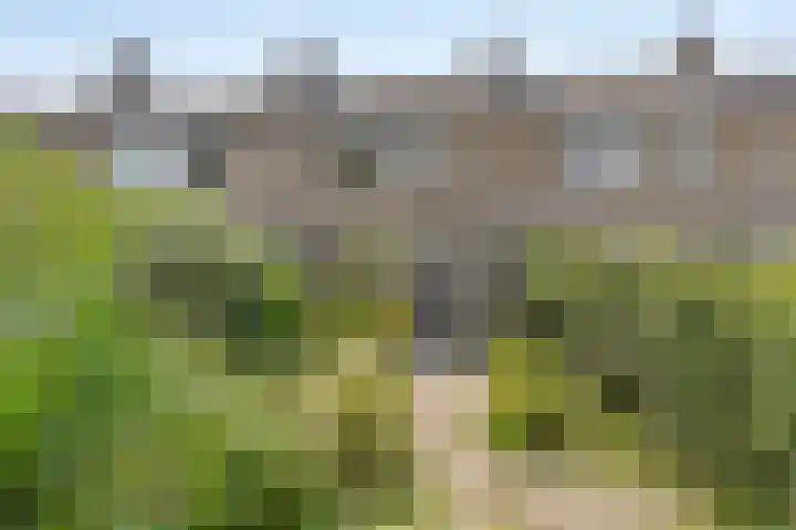 de Cloese 33 Roden thumbnail 34