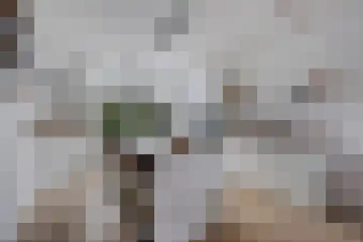 De Constant Rebecquestraat 8 Den Haag