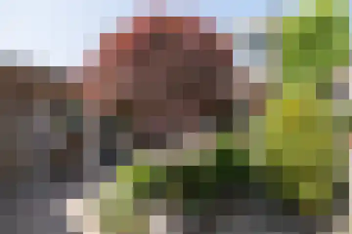 De Cotelaer 127 Barneveld thumbnail 34