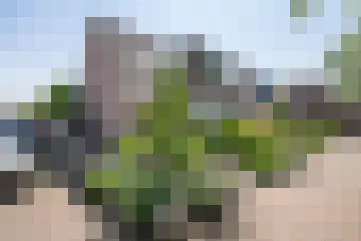 De Cotelaer 127 Barneveld thumbnail 37