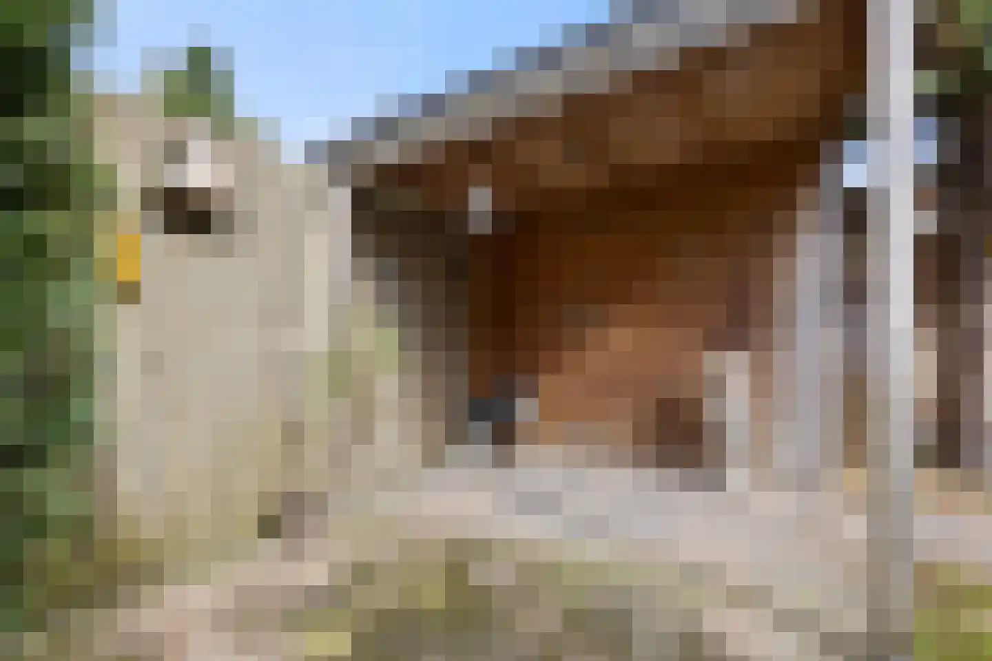 De Cotelaer 64 Barneveld thumbnail 31