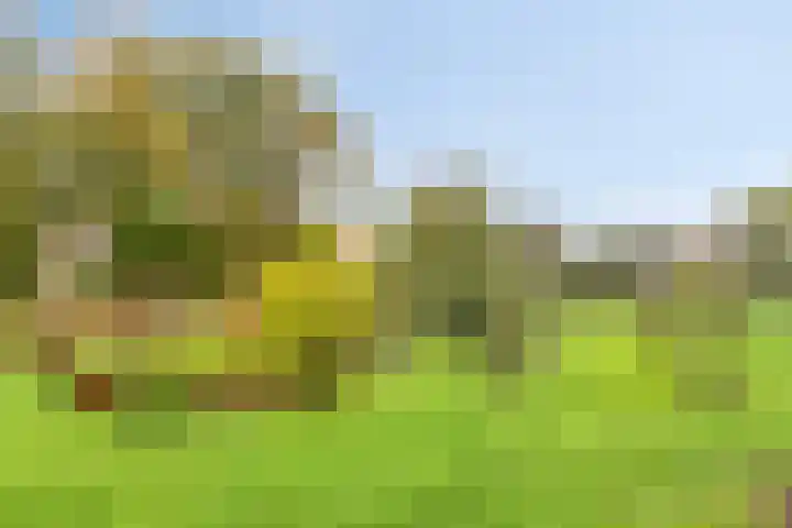 de Decanije 30 Vorden thumbnail 40