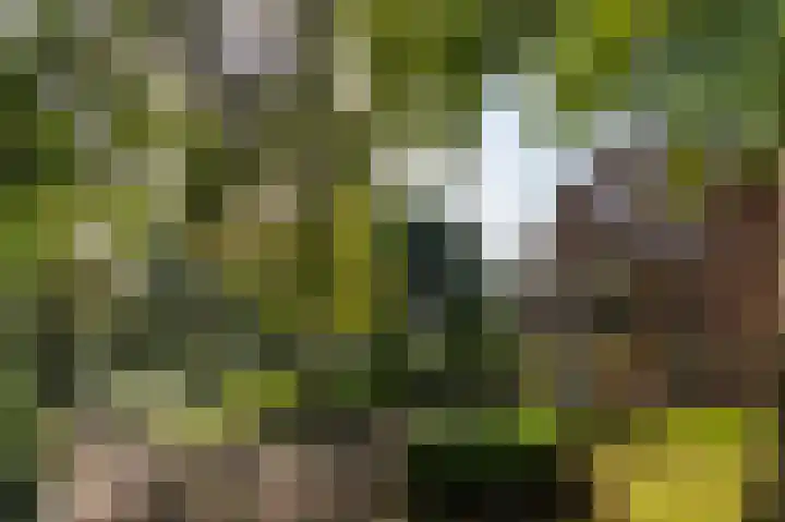 de Decanije 41 Vorden thumbnail 48