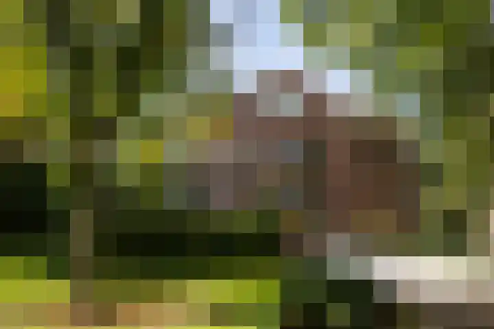 de Decanije 41 Vorden thumbnail 49