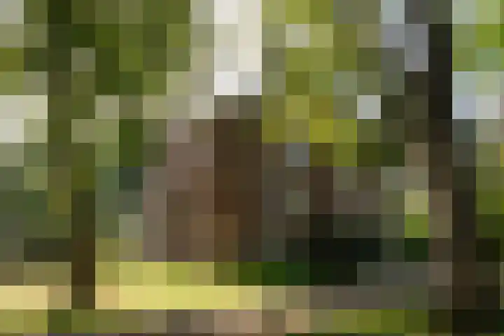 de Decanije 41 Vorden thumbnail 56