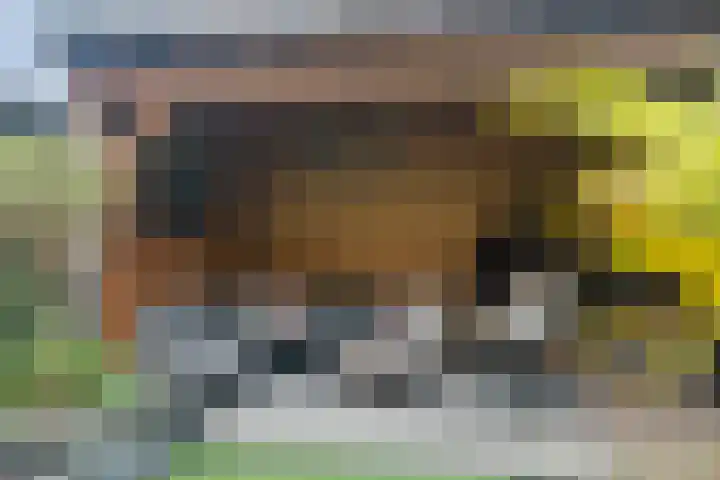 de Deel 102 Raalte thumbnail 37
