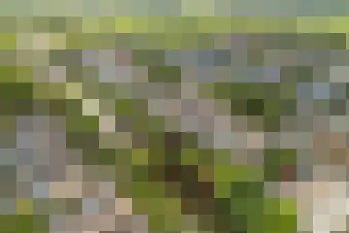 de Deel 19 Kamerik thumbnail 51