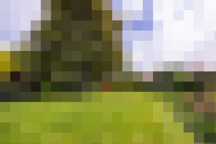 De Delle 66 Almelo thumbnail 5