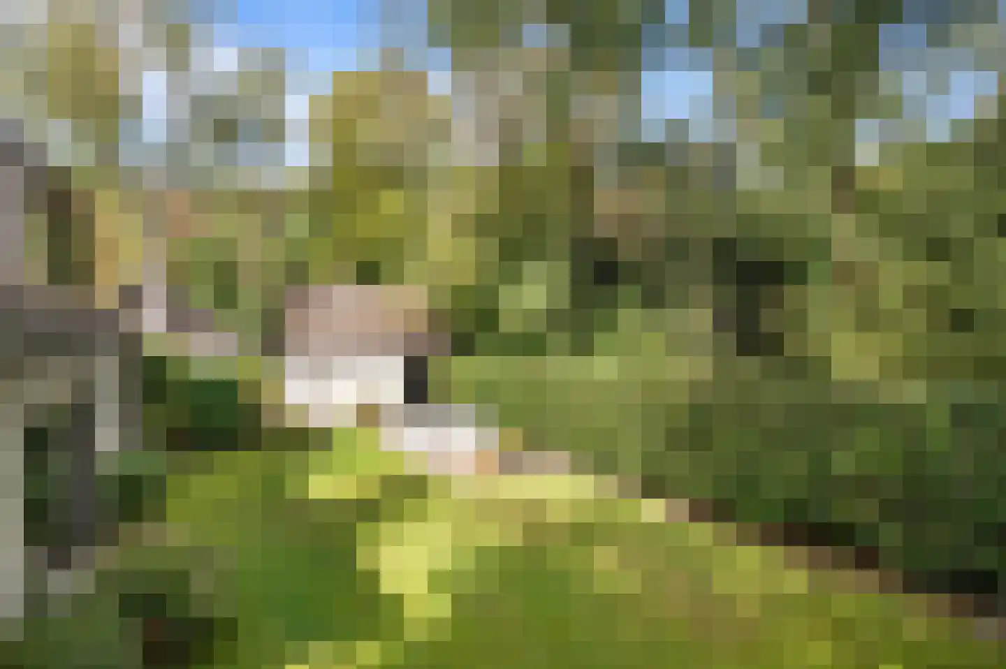 De Dennenhoek 10 Diepenveen thumbnail 39
