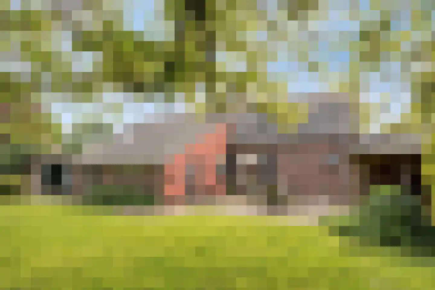 De Dijk 19 Gastel thumbnail 48